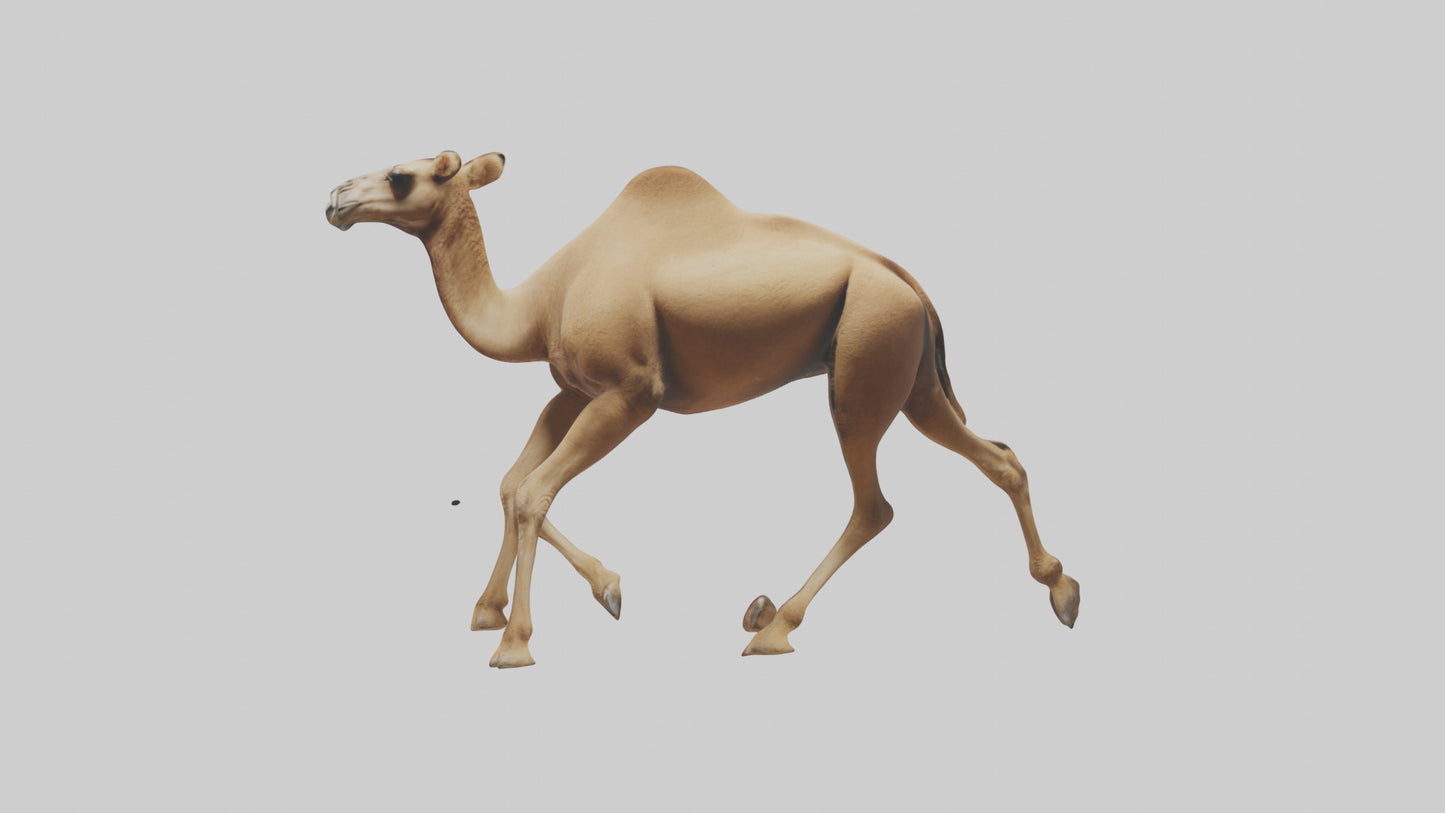 Dromedary Camel walking model VR / AR / low-poly