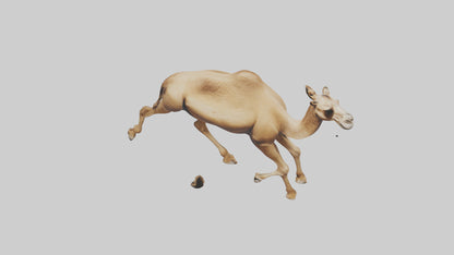 Dromedary Camel walking model VR / AR / low-poly