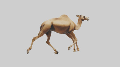 Dromedary Camel walking model VR / AR / low-poly