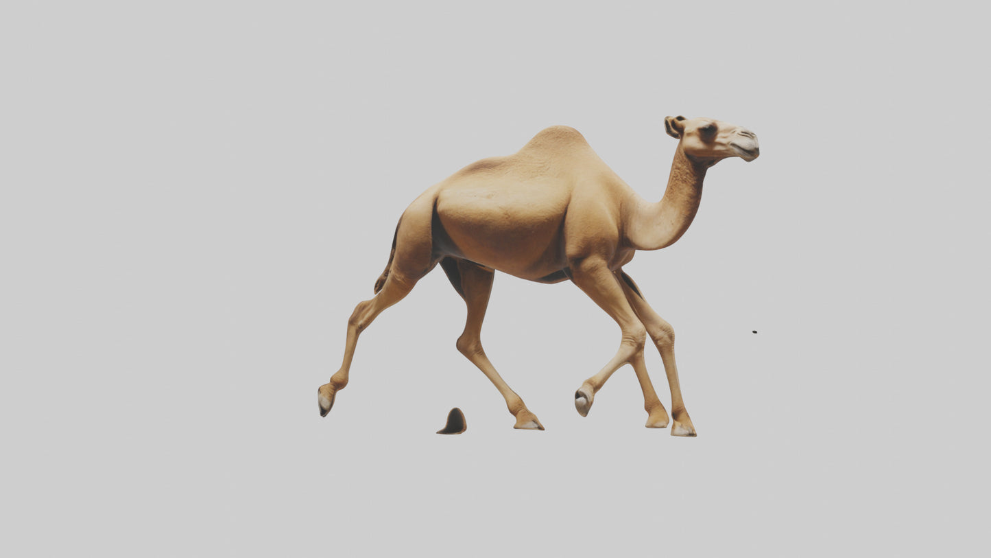 Dromedary Camel walking model VR / AR / low-poly
