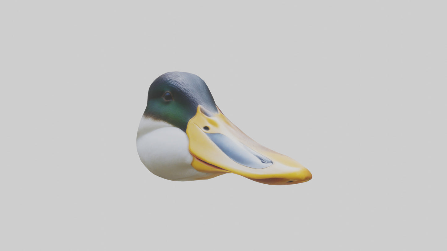 Duck Beak 3D model