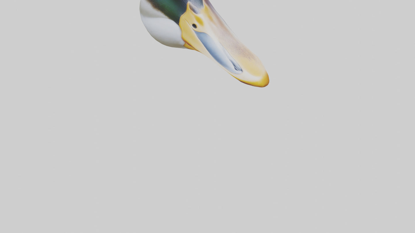 Duck Beak 3D model
