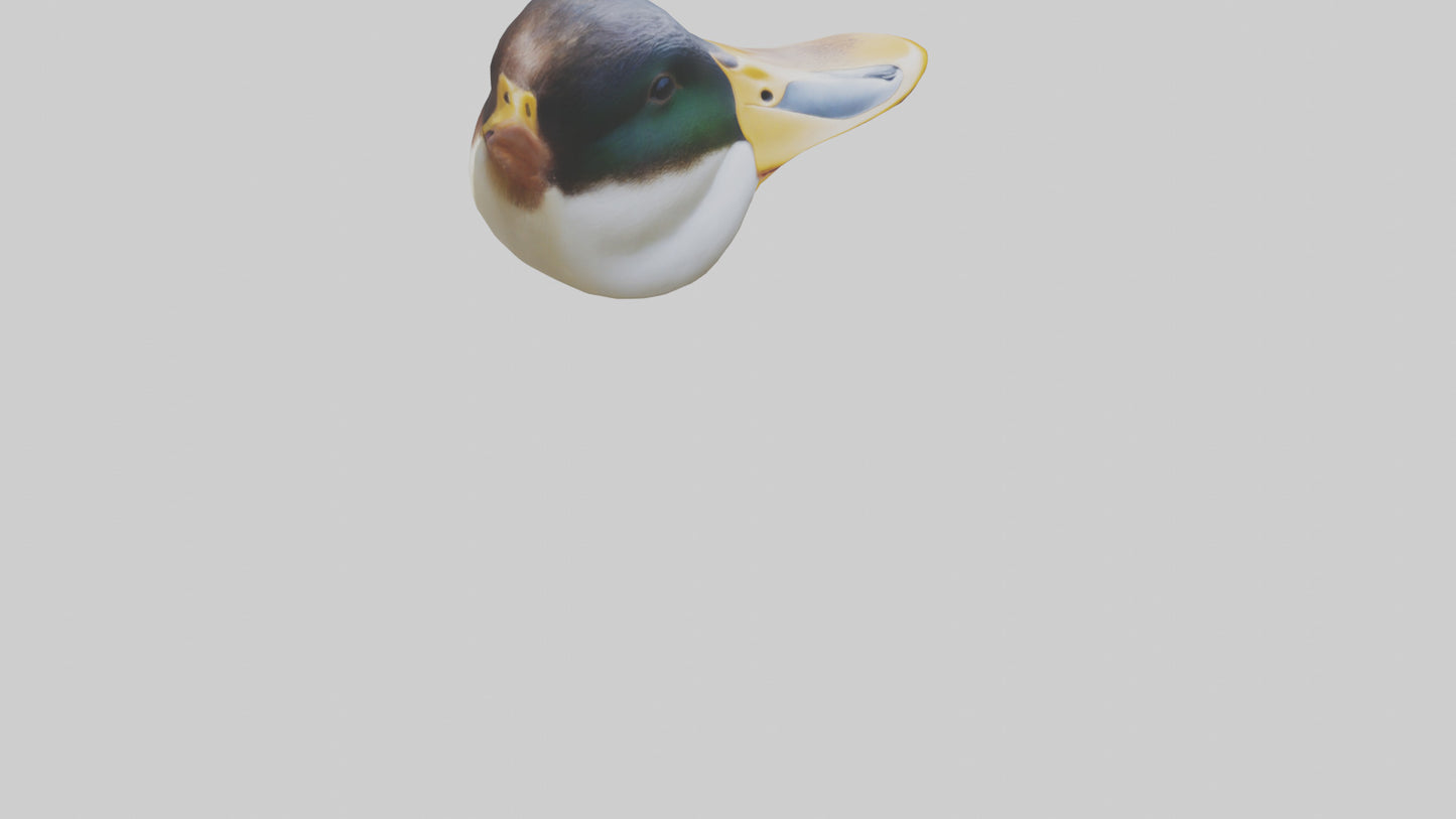 Duck Beak 3D model