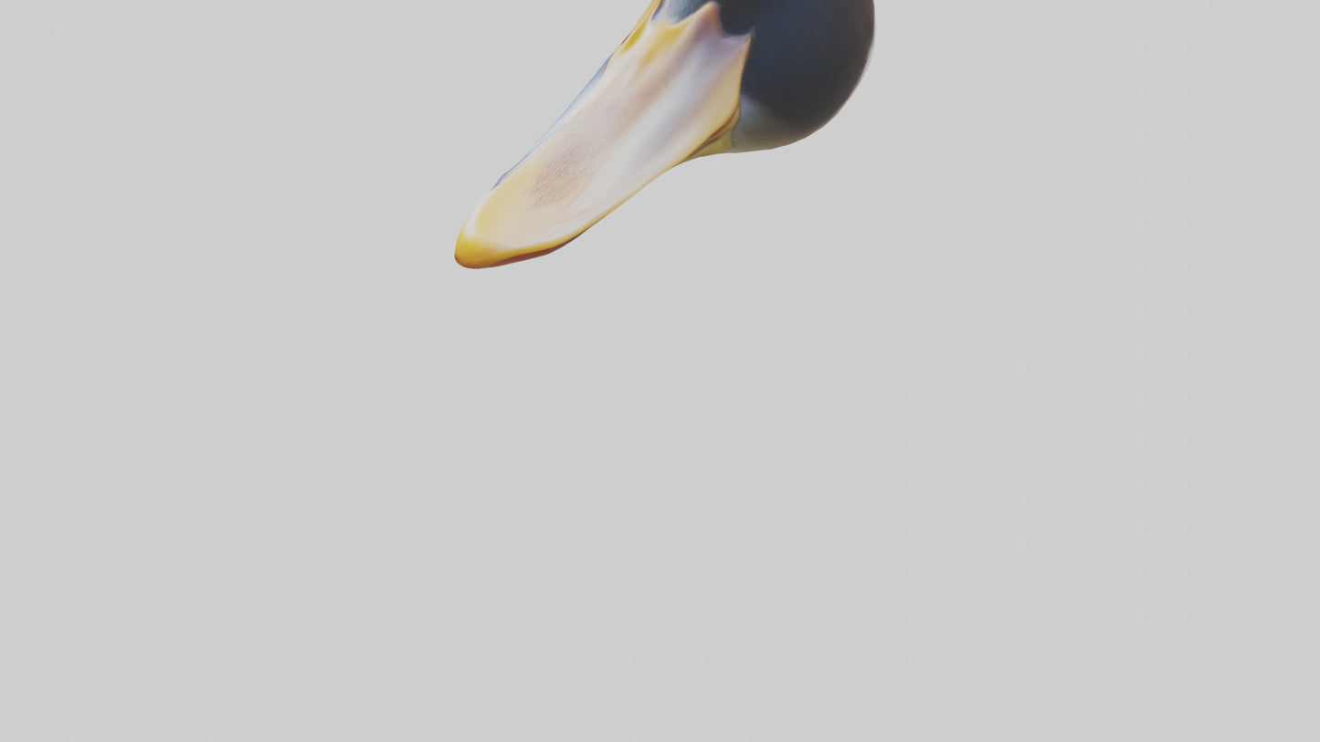 Duck Beak 3D model