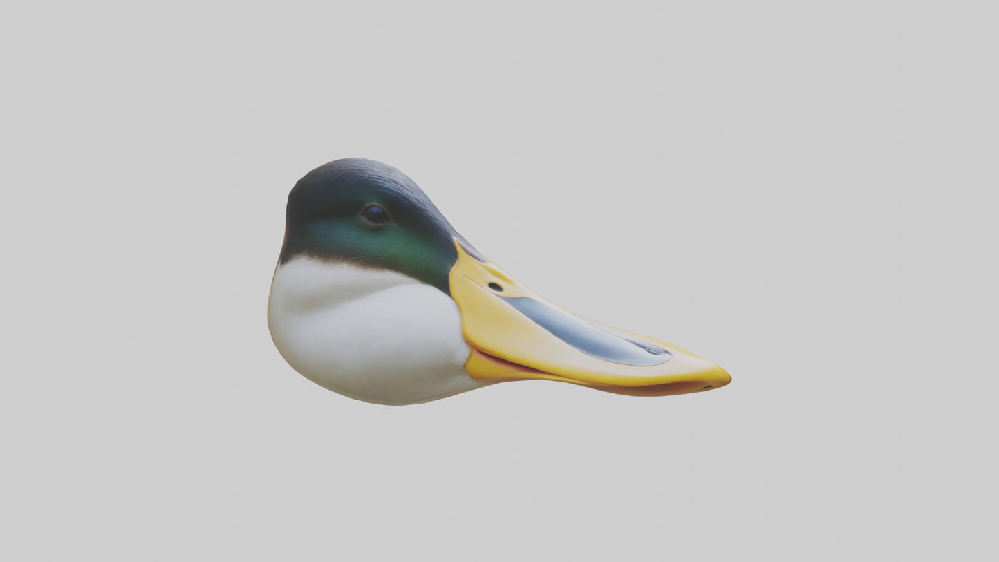 Duck Beak 3D model