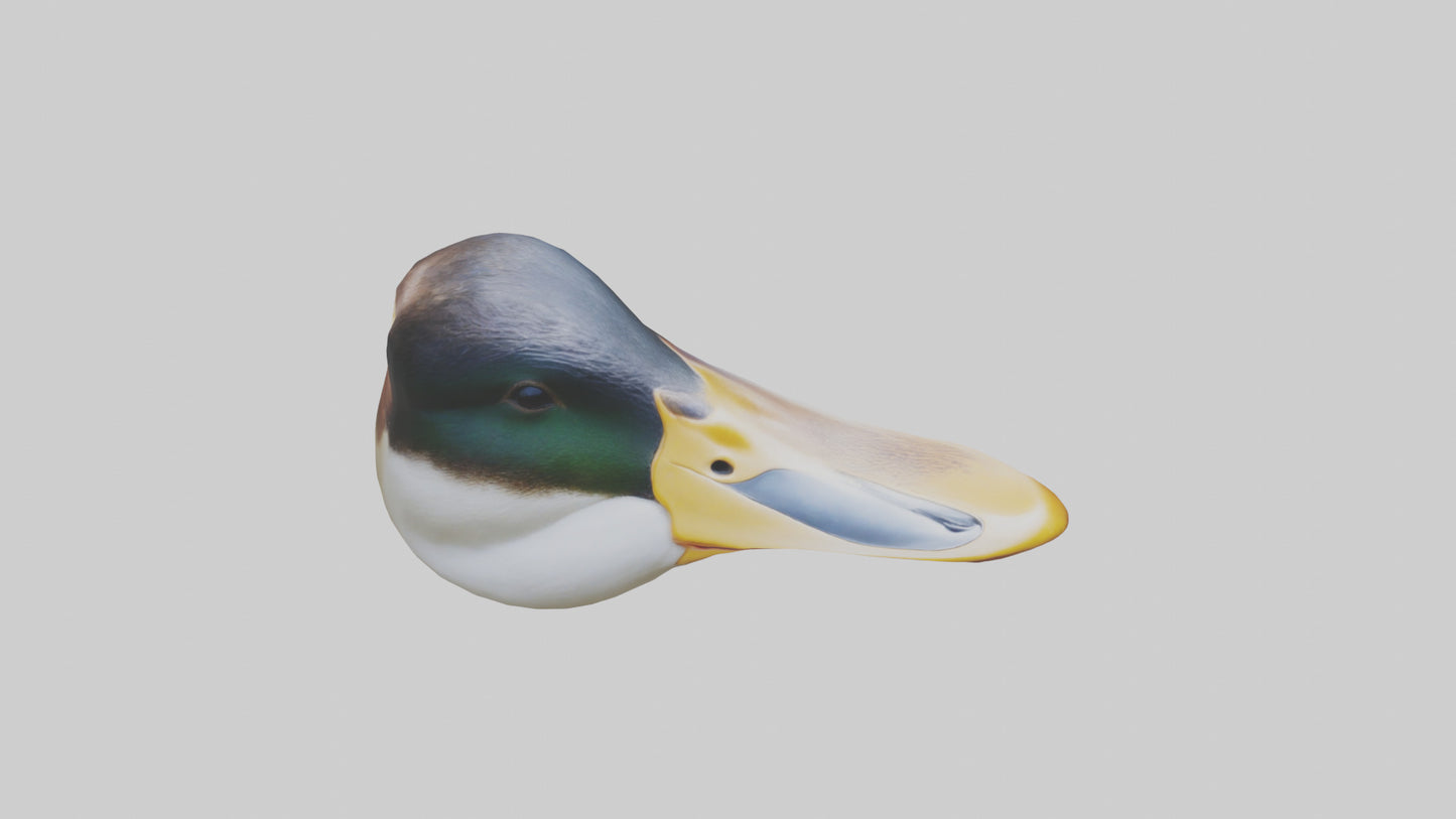 Duck Beak 3D model