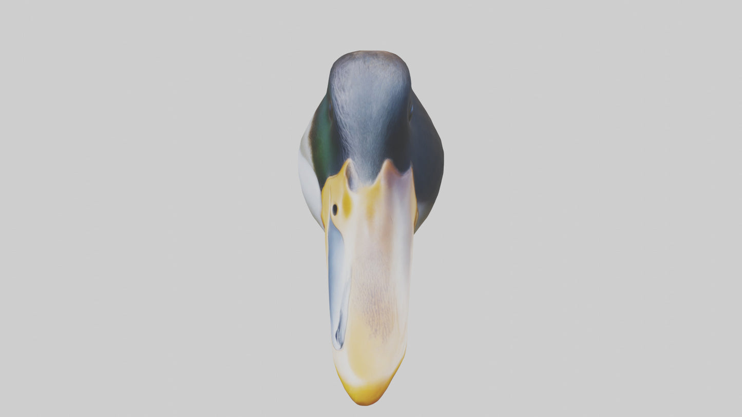 Duck Beak 3D model