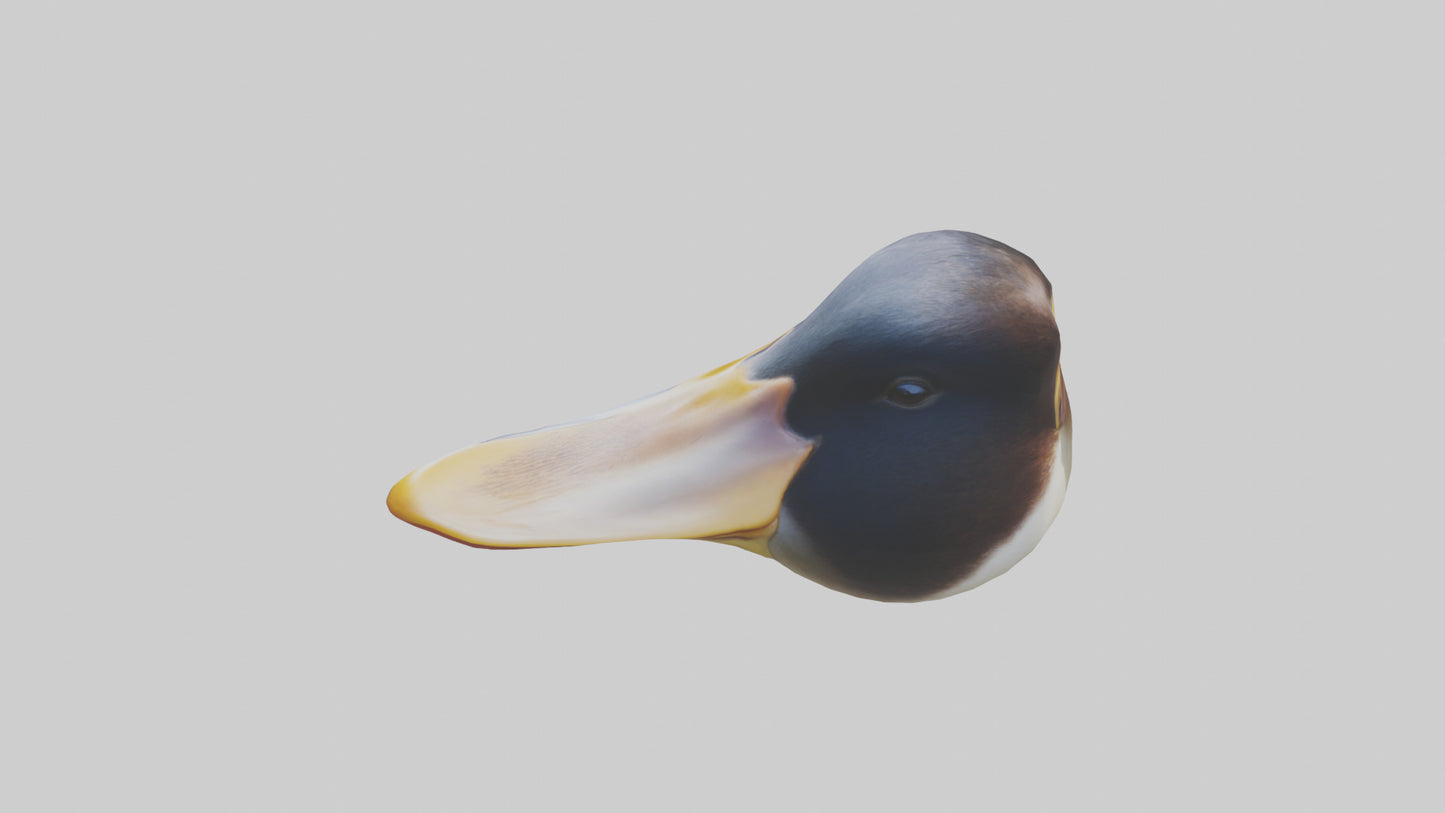 Duck Beak 3D model