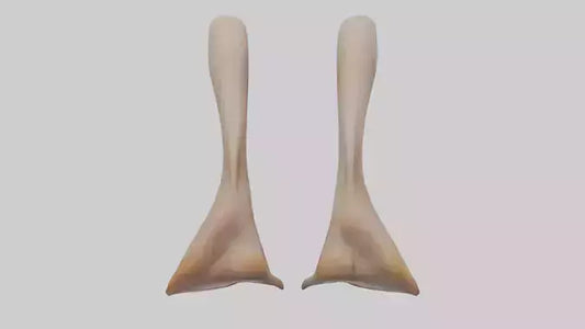 3D model Duck Feet VR / AR / low-poly