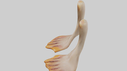 3D model Duck Feet VR / AR / low-poly