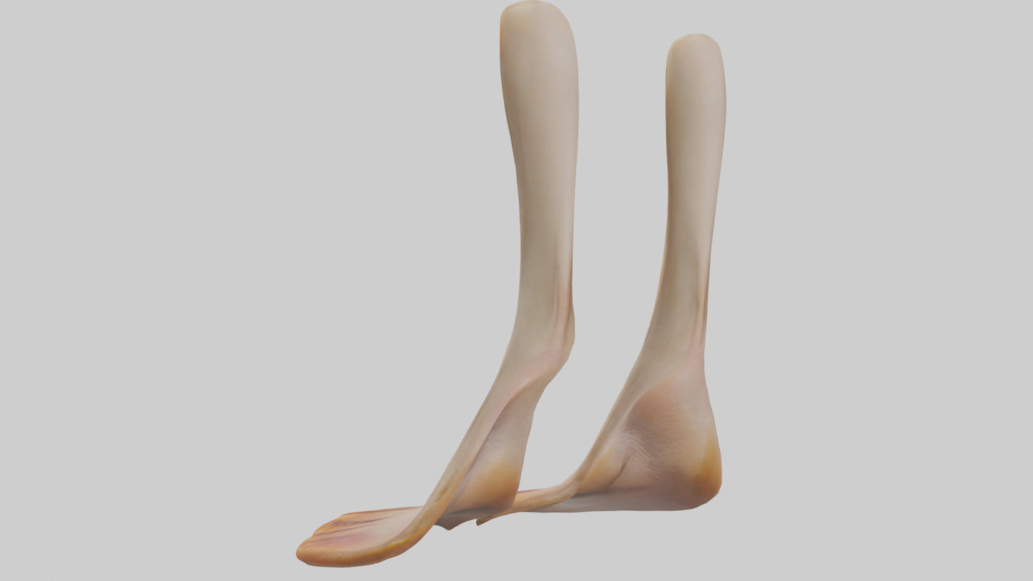 3D model Duck Feet VR / AR / low-poly