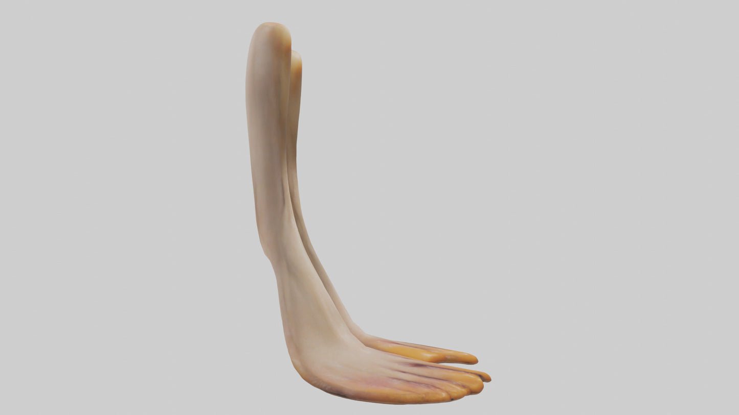 3D model Duck Feet VR / AR / low-poly