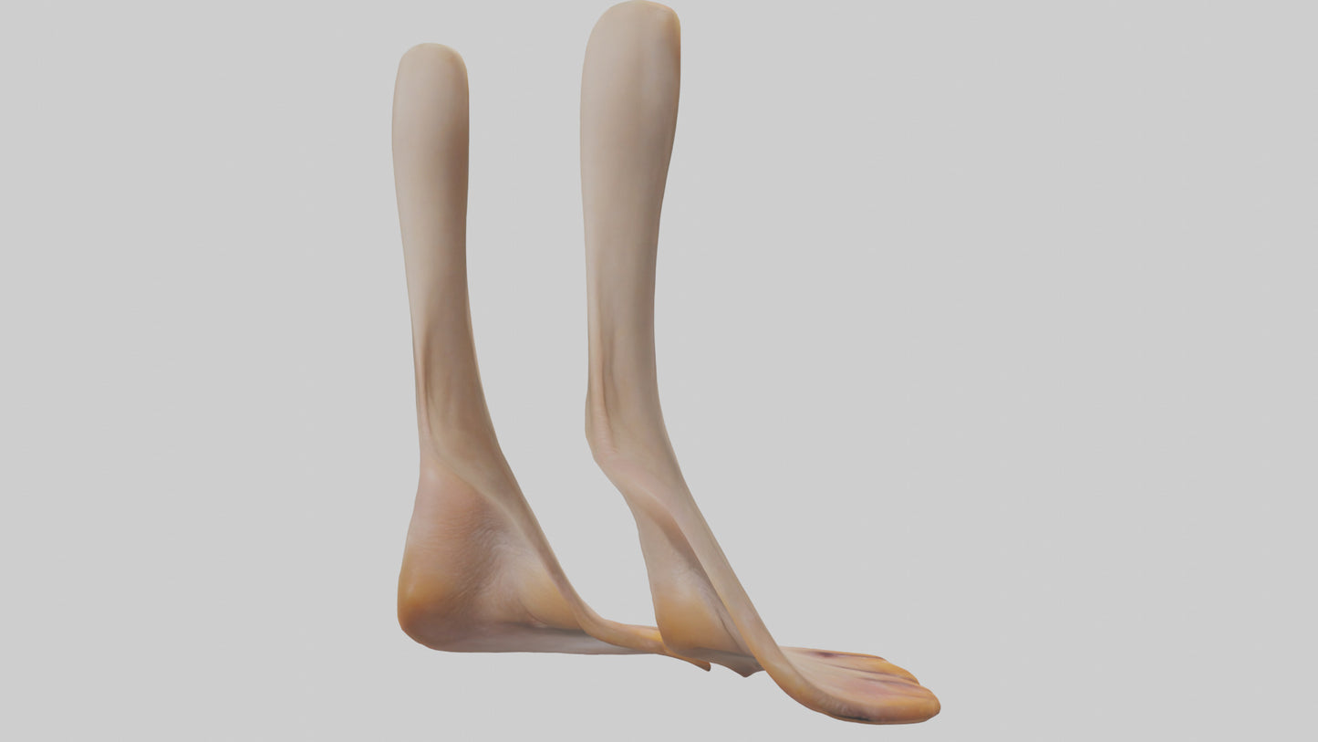 3D model Duck Feet VR / AR / low-poly