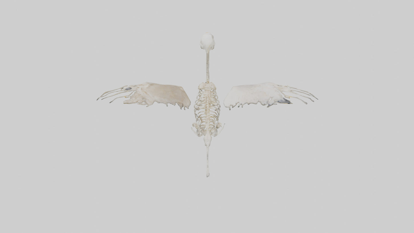 Duck Skeleton model VR / AR / low-poly