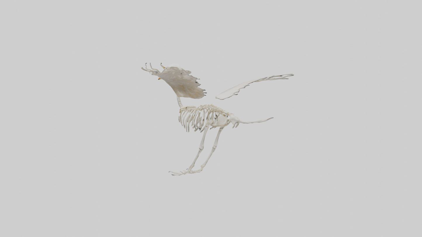 Duck Skeleton model VR / AR / low-poly