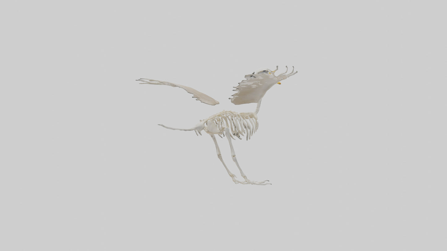 Duck Skeleton model VR / AR / low-poly