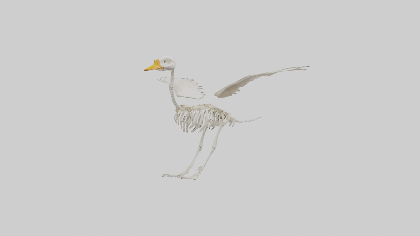 Duck Skeleton model VR / AR / low-poly
