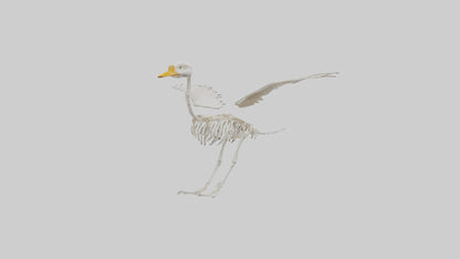 Duck Skeleton model VR / AR / low-poly