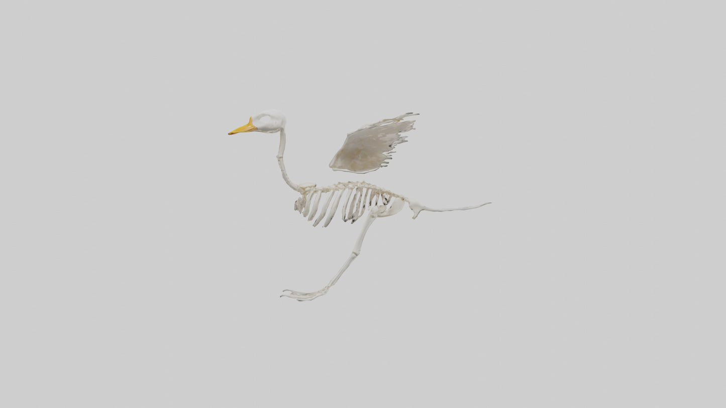 Duck Skeleton model VR / AR / low-poly