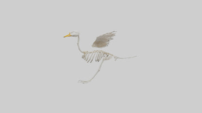 Duck Skeleton model VR / AR / low-poly