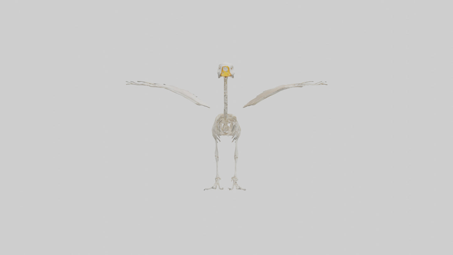 Duck Skeleton model VR / AR / low-poly