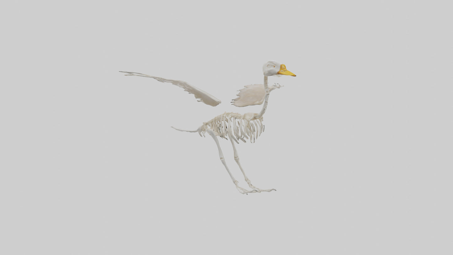 Duck Skeleton model VR / AR / low-poly
