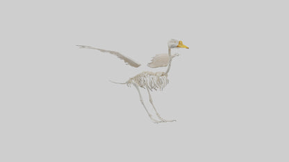 Duck Skeleton model VR / AR / low-poly