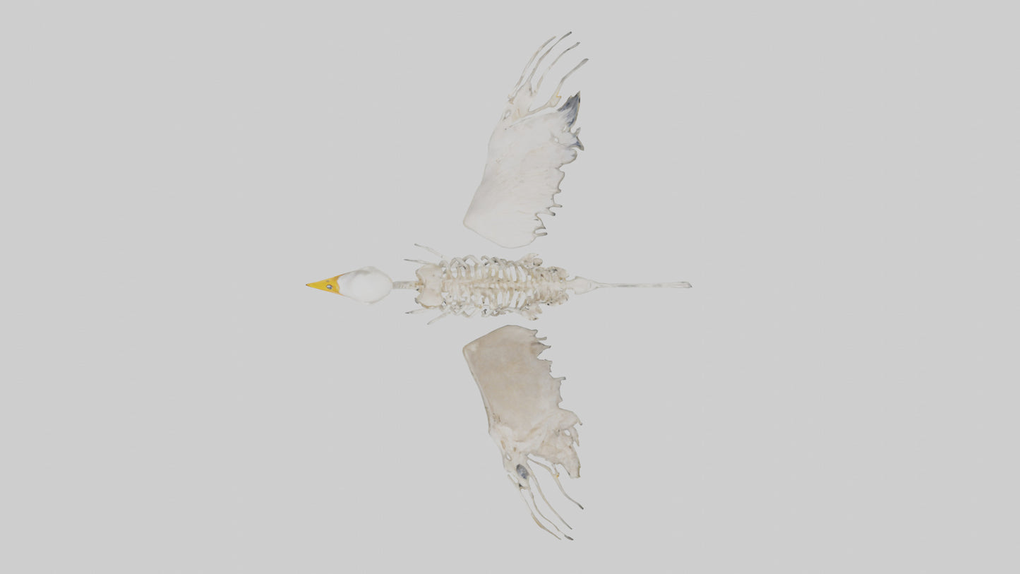 Duck Skeleton model VR / AR / low-poly