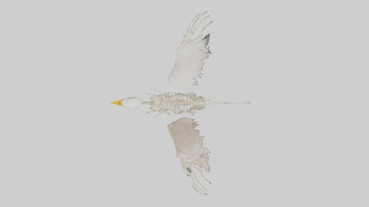 Duck Skeleton model VR / AR / low-poly