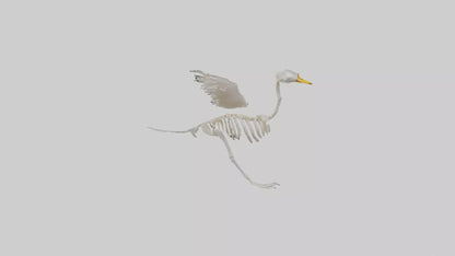 Duck Skeleton model VR / AR / low-poly