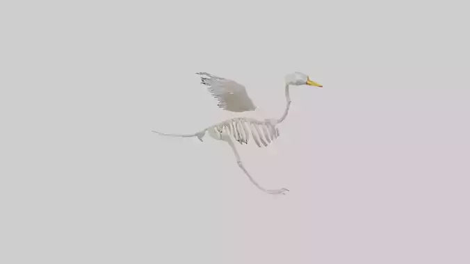 Duck Skeleton model VR / AR / low-poly