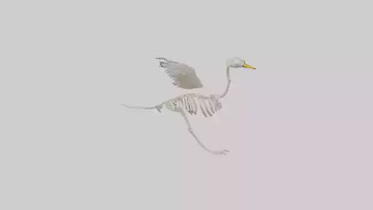Duck Skeleton model VR / AR / low-poly