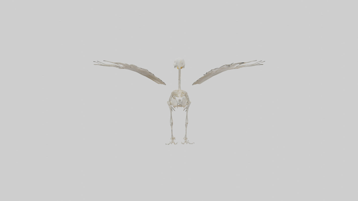 Duck Skeleton model VR / AR / low-poly