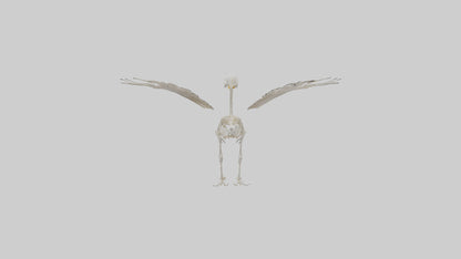 Duck Skeleton model VR / AR / low-poly