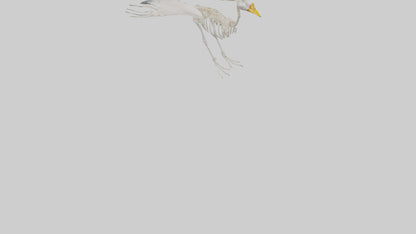 Duck Skeleton model VR / AR / low-poly