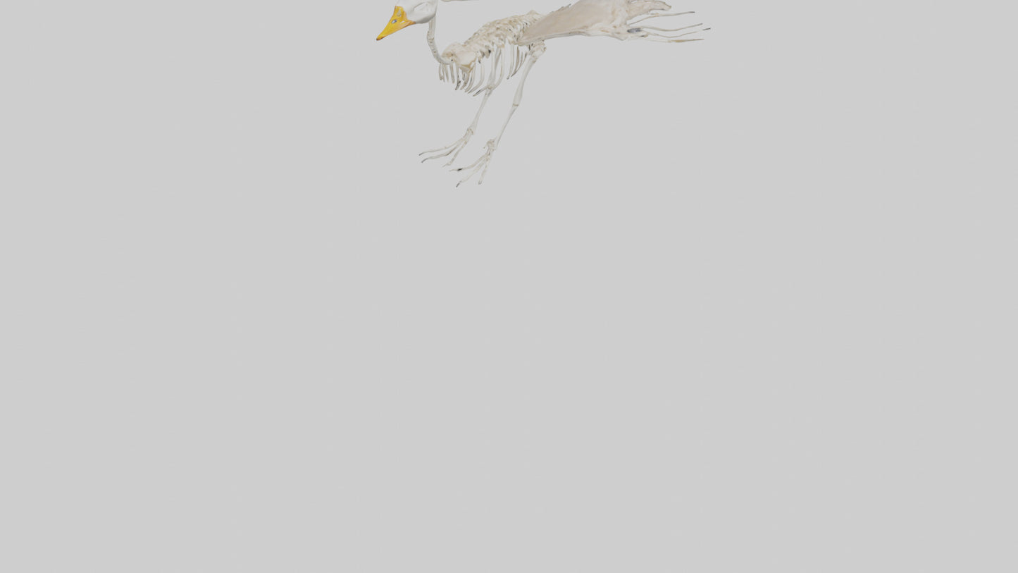 Duck Skeleton model VR / AR / low-poly