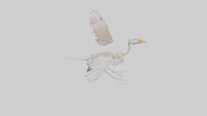 Duck Skeleton model VR / AR / low-poly