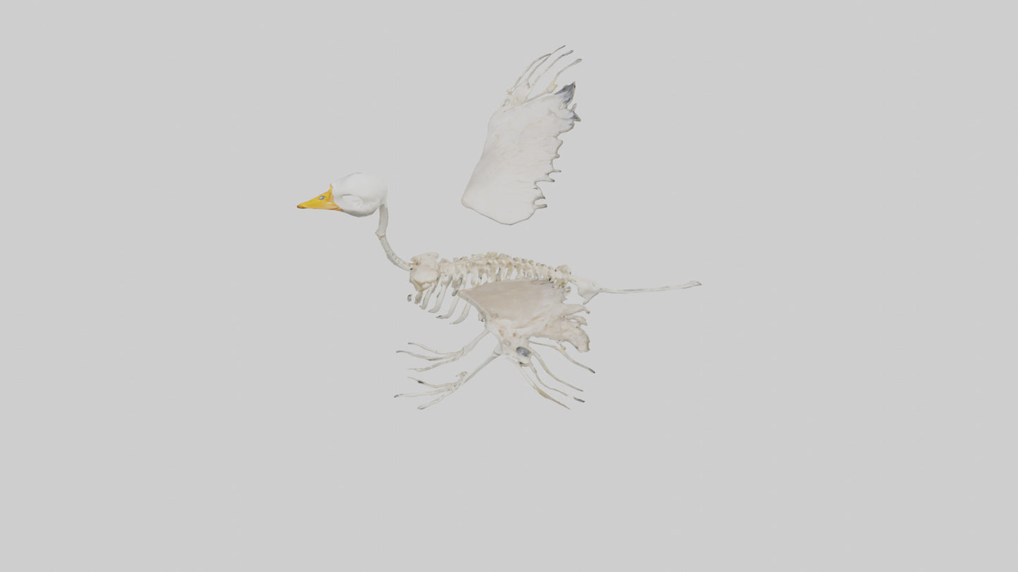 Duck Skeleton model VR / AR / low-poly