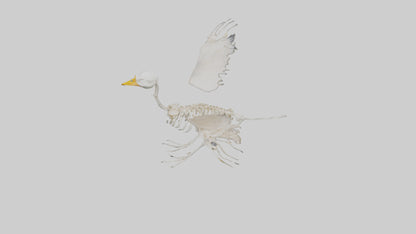 Duck Skeleton model VR / AR / low-poly