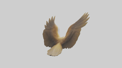 Duck Wings Model 3D model