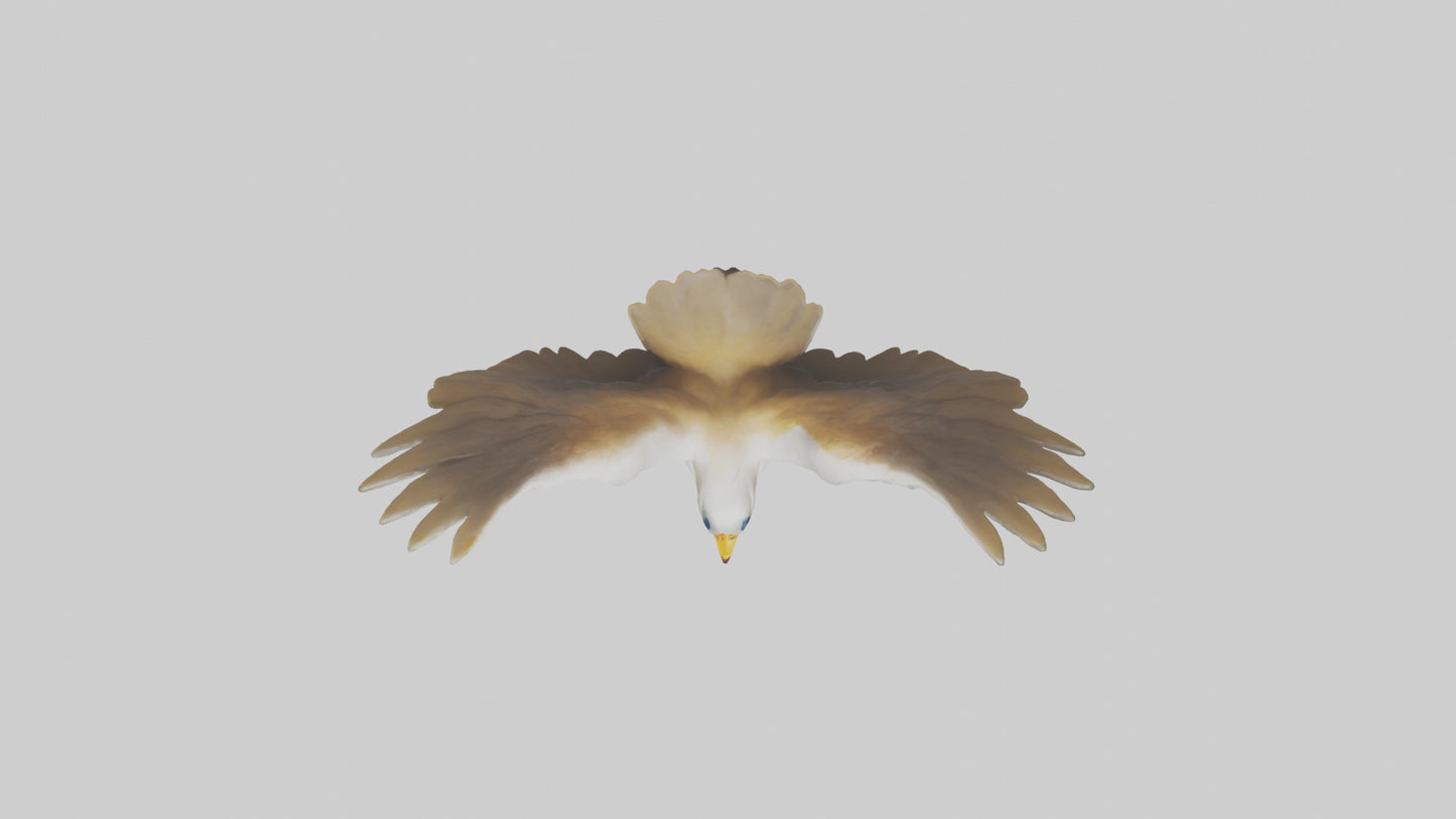 Duck Wings Model 3D model