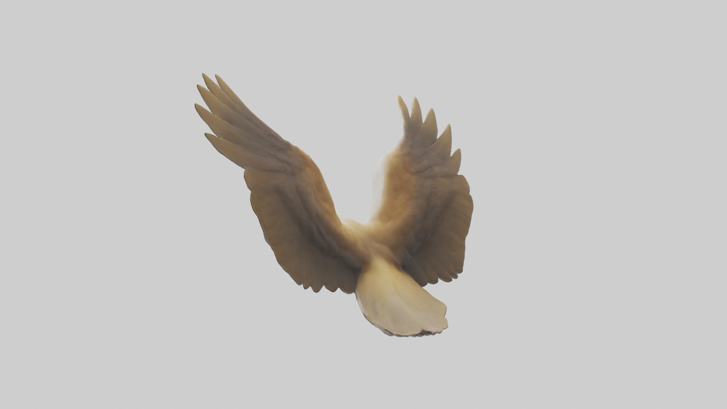 Duck Wings Model 3D model