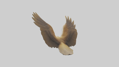 Duck Wings Model 3D model