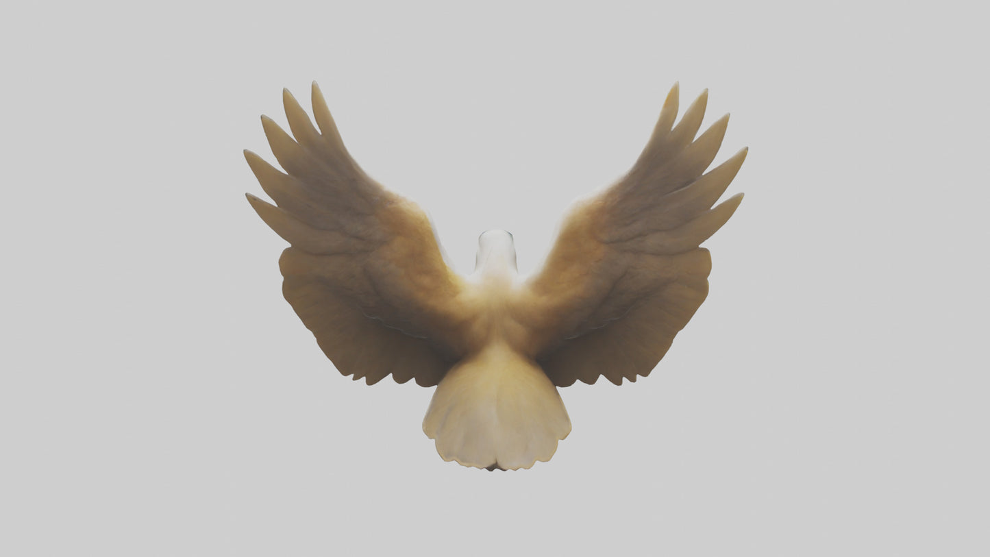 Duck Wings Model 3D model