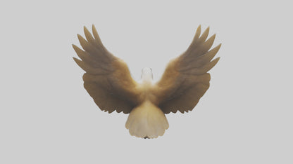 Duck Wings Model 3D model