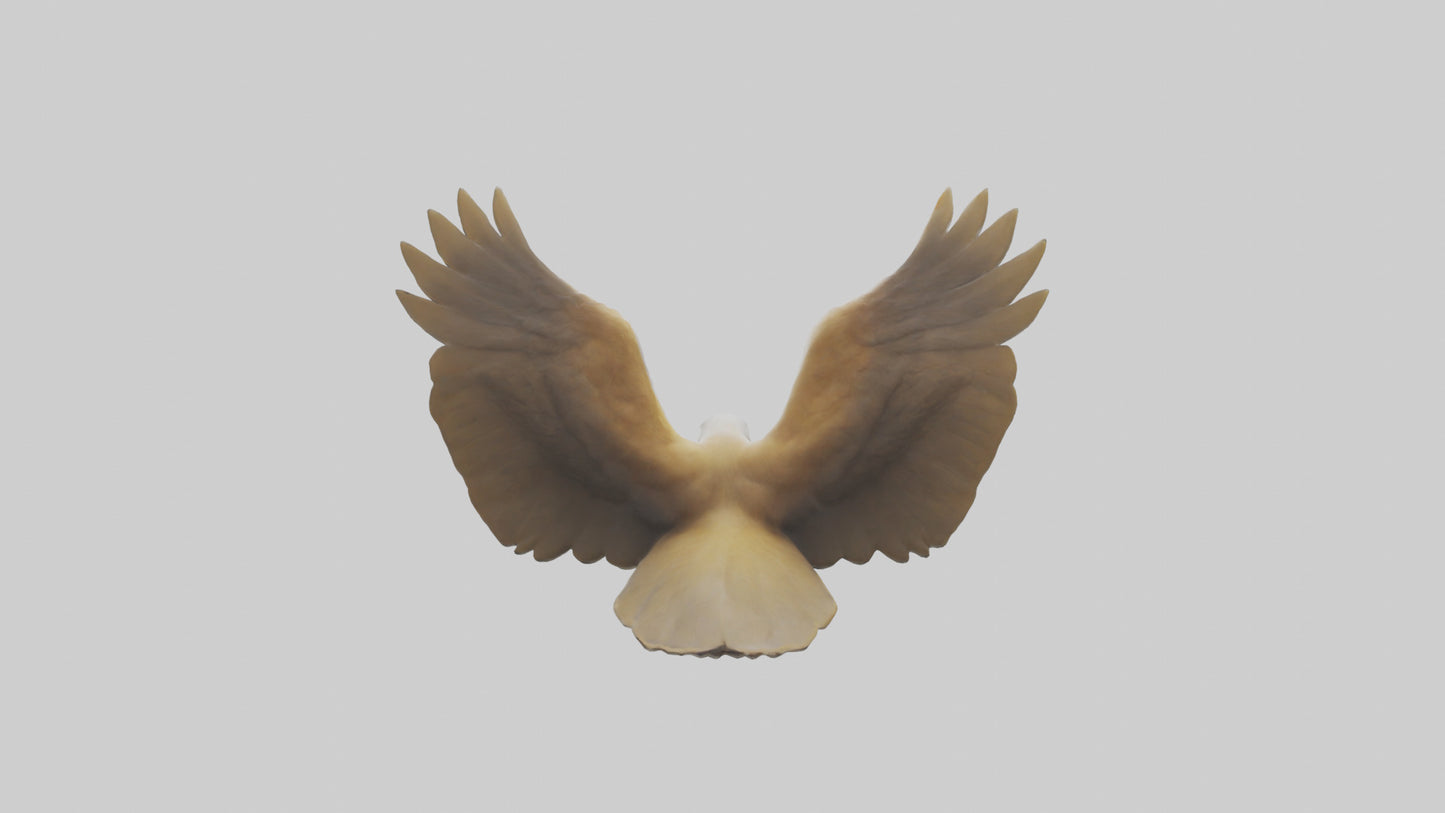 Duck Wings Model 3D model