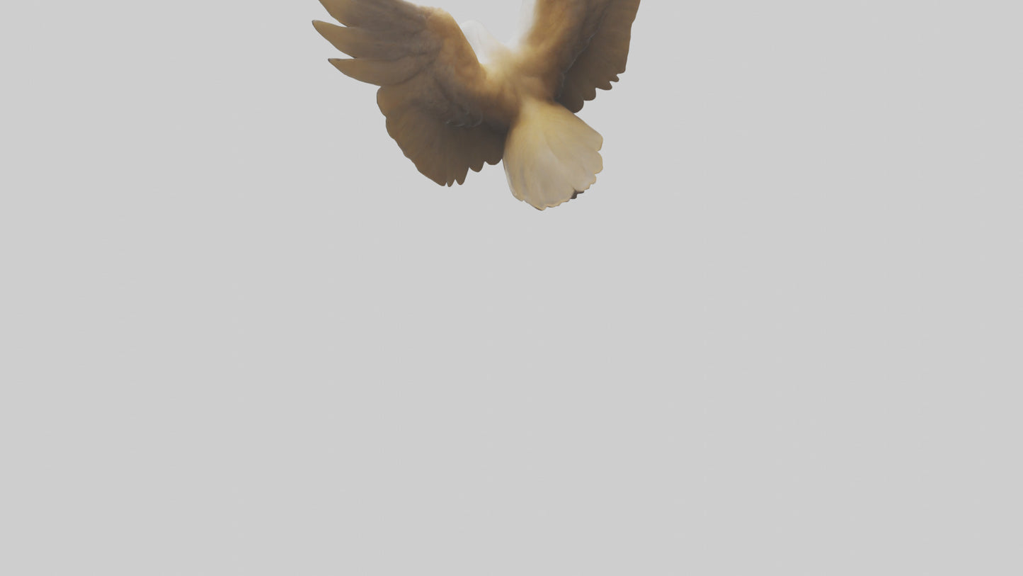 Duck Wings Model 3D model