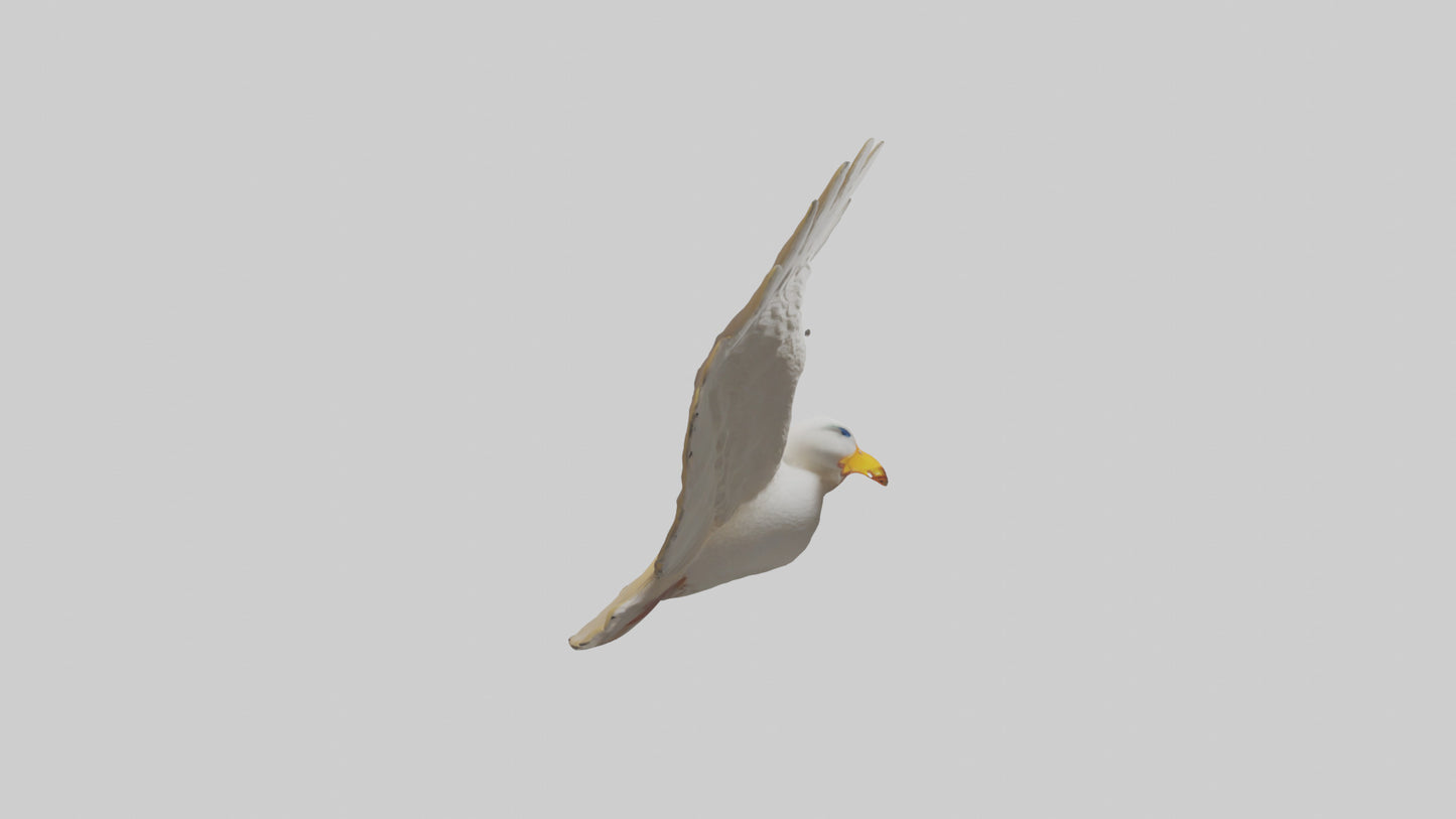 Duck Wings Model 3D model