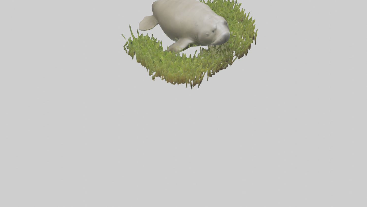 Dugong grazing seagrass model 3D model