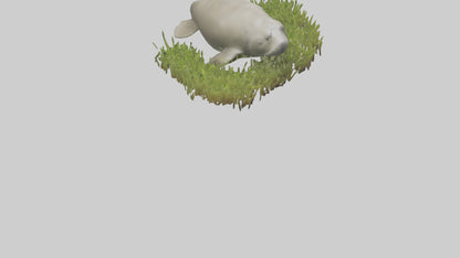 Dugong grazing seagrass model 3D model